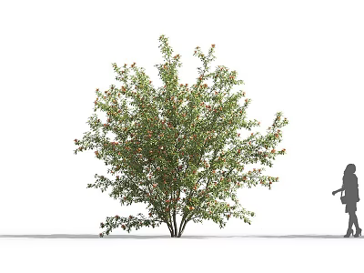 Bushy Medium Sized Shrub With Green Leaves And Red Berries Near Person Silhouette 3d model