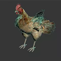 Brown And Beige Chicken With Red Comb Standing On Black Background