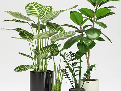 Green Leafy Bonsai Potted Plants With Black And White Planters For Home Decor 3d model