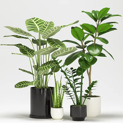 Green Leafy Bonsai Potted Plants With Black And White Planters For Home Decor 3d model