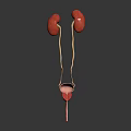 Detailed Human Urinary System Anatomy With Kidneys Ureters And Bladder