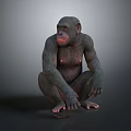 Realistic Chimpanzee Model Sitting Crouched With Detailed Features On Gray Background 3d model