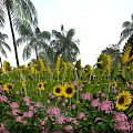 Vibrant Garden Landscape With Sunflowers Palm Trees Pink Flowers And Green Plants Under Blue Sky