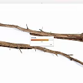 Rustic Dry Wood Branches With Spiky Thorns Natural Organic Texture