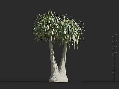 Tall Ornamental Tree with Long Green Leaves and White Trunks 3d model