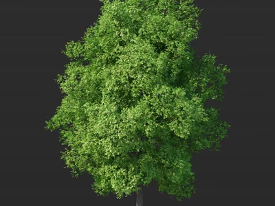 Vibrant Arbor With Lush Green Foliage Dense Canopy And Healthy Trunk 3d model