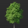Vibrant Arbor With Lush Green Foliage Dense Canopy And Healthy Trunk