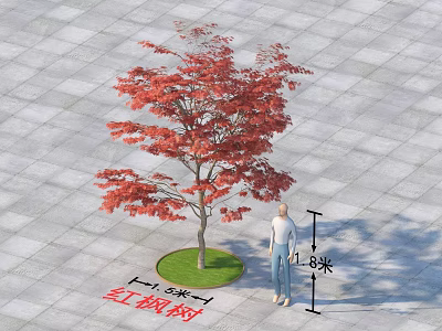 Red Maple Tree with Green Circular Lawn Gray Square Pavement and Person Size Reference 3d model