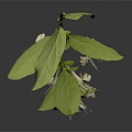 White Flowering Plant with Slender Stem Green Leaves Long Slender Petals on Gray Background Reflection