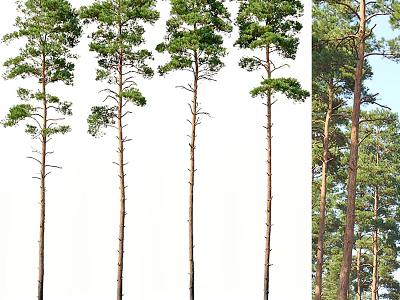 Tall Arbor Trees With Straight Trunks Lush Foliage And Natural Forest View 3d model