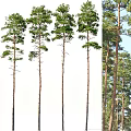 Tall Arbor Trees With Straight Trunks Lush Foliage And Natural Forest View