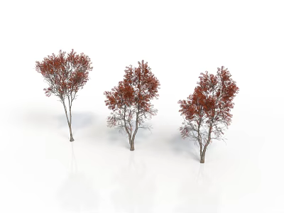 Three Trees With Red Leaves And Slender Trunks On White Background 3d model
