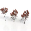 Three Trees With Red Leaves And Slender Trunks On White Background