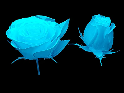 Two Blue Roses One Blooming and One Bud Displayed on Black Background 3d model
