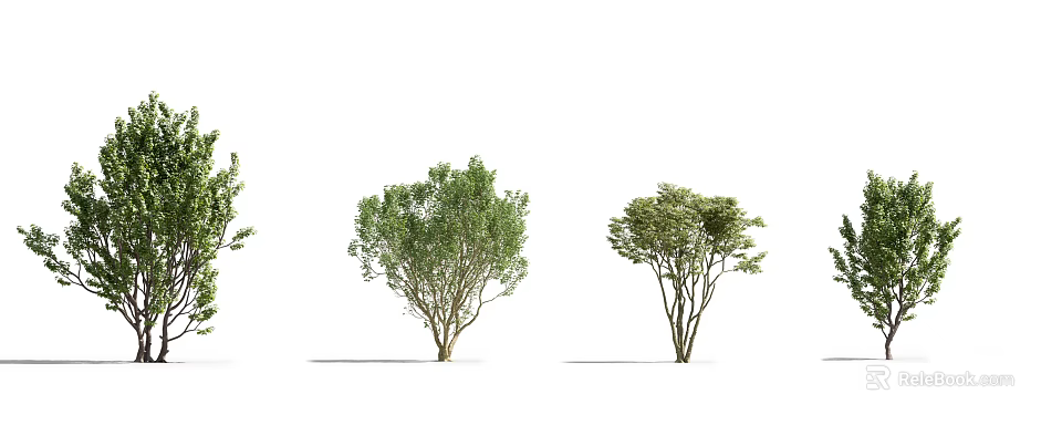 Lush Green Arbor Trees With Leafy Branches And Slender Trunks On White Backdrop 3d model