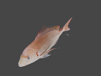 Fresh Pink Fish As Healthy Seafood Option For Delicious Cooking And Nutrition 3d model