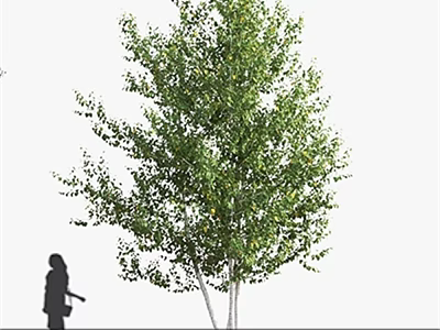 Tall Arbor With Lush Green Foliage And Silhouette Of Person Walking Outdoors 3d model