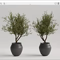 Two Bonsai Trees with Brown Trunks and Green Leaves in Gray Pots
