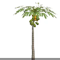 Papaya Tree With Ripe Yellow Fruits And Green Leaves In Growth Stage