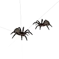 Two Black Reptiles On White Background Showing Natural Physical Characteristics