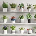 Various Potted Bonsai Plants with Different Pots on Shelves for Indoor