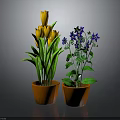 Two Potted Plants With Yellow Tulips And Purple Flowers In Orange Pots
