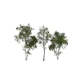 Tall Arbor Trees With Lush Green Foliage And Slender Trunks And Person Silhouette