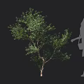 Lush Green Shrub With Dense Foliage And Human Silhouette For Size Reference 3d model
