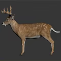 Spotted Deer With Large Antlers Standing On Gray Background With Reflection