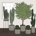 Indoor Bonsai Potted Plants with Tall Cacti Large Green Trees in White Pots