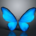 Vibrant Blue Butterfly With Open Wings And Shiny Iridescent Patterns On Dark Background