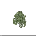 Lush Green Arbor With Full Canopy Healthy Leaves And Tall Strong Trunk