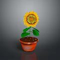 Beautiful Sunflower Plant in Terracotta Pot with Green Leaves and Yellow Petals