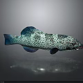 Shiny Reflective Blue Green Spotted Fish With Decorative Look On Dark Surface