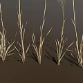 Ornamental Grass with Tall Slender Stems and Delicate Feathery Plumes Against Dark Backdrop