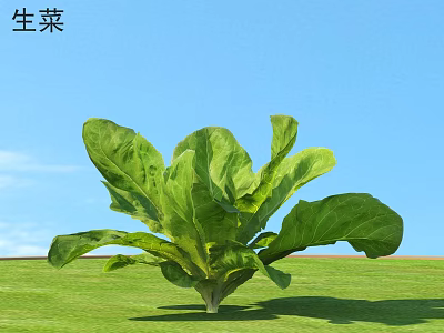 Crisp Fresh Lettuce with Green Leaves Under Clear Blue Sky 3d model