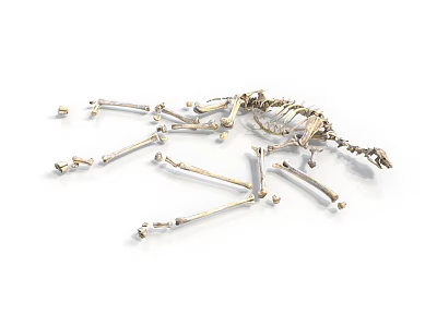 Animal Skeleton Scattered on White Background with Detailed Bone Structure 3d model