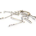 Animal Skeleton Scattered on White Background with Detailed Bone Structure