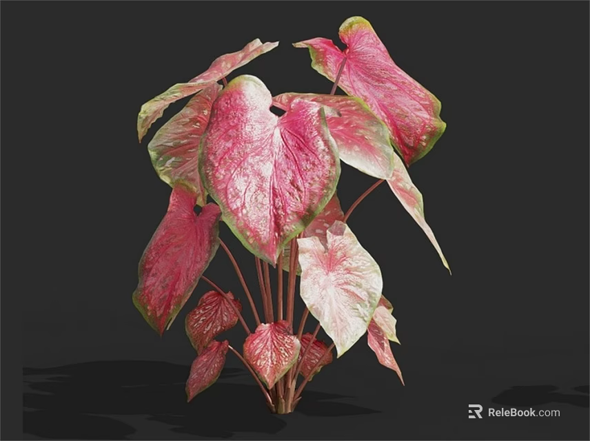 Decorative Heart Shaped Leaf Plant With Pink Green Gradient Foliage And Lush Growth 3d model 