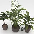 Various Green Potted Plants With Palm Large Leaf And Small Plant In Dark Pots