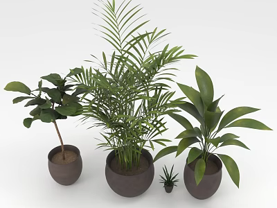 Various Green Potted Plants With Palm Large Leaf And Small Plant In Dark Pots 3d model