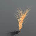 Golden Ripe Wheat Ear With Fine Hairs On Simple Gray Background