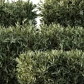 Well Trimmed Green Bushes With Various Heights And Geometric Shapes For Garden Landscape