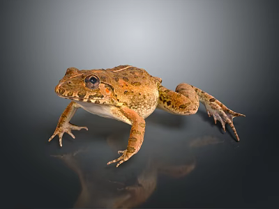 Brown Spotted Frog With Detailed Skin Sitting On Smooth Dark Background With Reflection 3d model