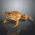 Brown Spotted Frog With Detailed Skin Sitting On Smooth Dark Background With Reflection
