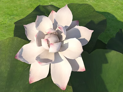 White Lotus Flower With Pink Edged Petals And Green Leaves On Green Grass 3d model