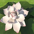 White Lotus Flower With Pink Edged Petals And Green Leaves On Green Grass