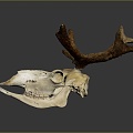 Modern Skull Reindeer Reindeer Skull Reindeer Skeleton 3d model