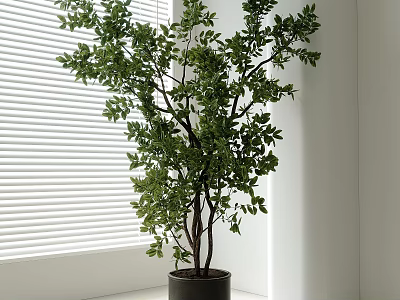 Indoor Bonsai Potted Plant with Lush Green Leaves in Dark Pot by Window Blinds 3d model