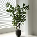 Indoor Bonsai Potted Plant with Lush Green Leaves in Dark Pot by Window Blinds